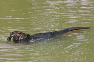 Beaver - photo by: Ken W. Watson