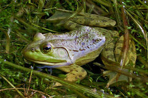 Bullfrog - photo by: Ken W. Watson