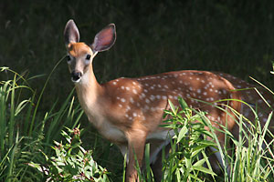 White Tailed Deer - photo by: Ken W. Watson