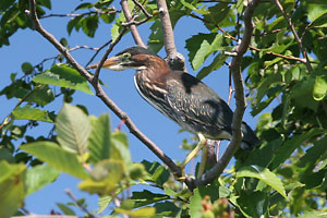 Green Heron - photo by: Ken W. Watson