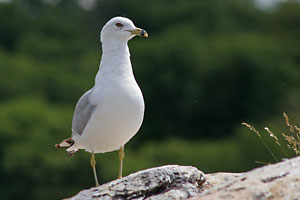 Ring Billed Gull - photo by: Ken W. Watson