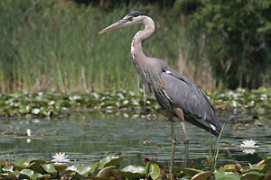 Great Blue Heron - photo by: Ken W. Watson