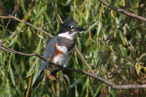 Kingfisher - photo by: Ken W. Watson