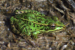 Leopard Frog - photo by: Ken W. Watson