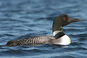 Common Loon - photo by: Ken W. Watson