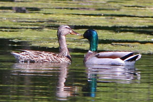 Mallard Duck - photo by: Ken W. Watson