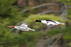 American Merganser Duck - photo by: Ken W. Watson