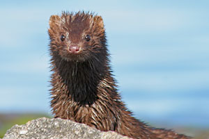 American Mink - photo by: Ken W. Watson