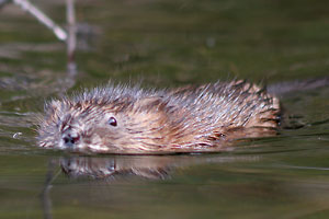 Muskrat - photo by: Ken W. Watson