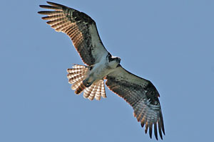 Osprey - photo by: Ken W. Watson