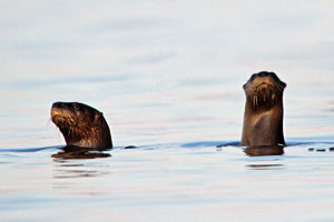 River Otter - photo by: Ken W. Watson