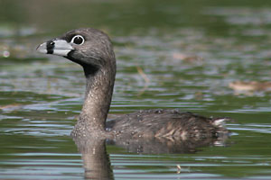 Pied-billed Grebe - photo by: Ken W. Watson