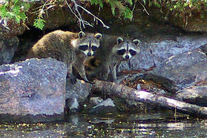 Raccoons - photo by: Ken W. Watson