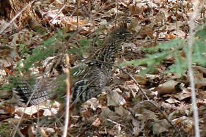 Ruffed Grouse - photo by: Ken W. Watson