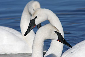 Swans - photo by: Ken W. Watson