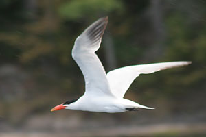 Caspian Tern - photo by: Ken W. Watson