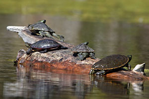 Turtles - photo by: Ken W. Watson