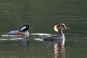 Hooded Merganser - photo by: Ken W. Watson