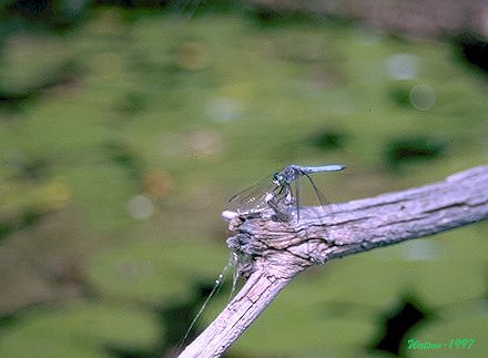 Dragonfly