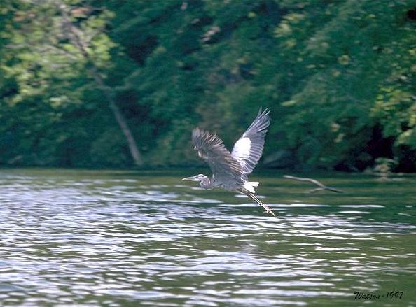 Heron in flight, Sand Lake