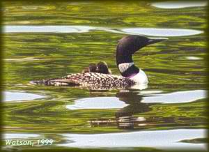 Loon and chicks