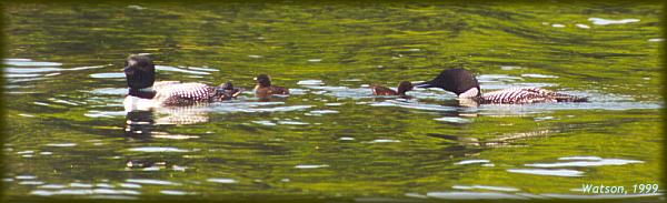 Loon parents feeding chicks