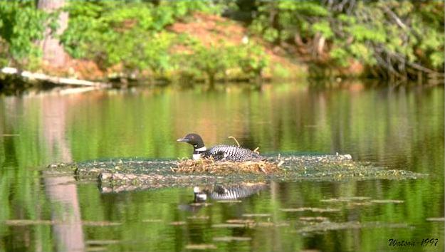 Loon on artificial nest, Sand Lake