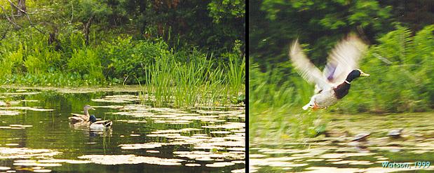 Mallard Ducks