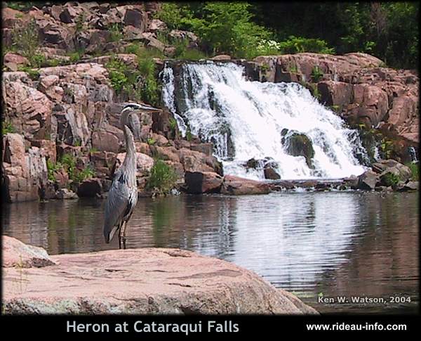 Heron at Cataraqui Falls