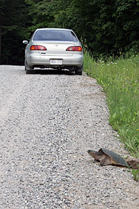 Turle on Road