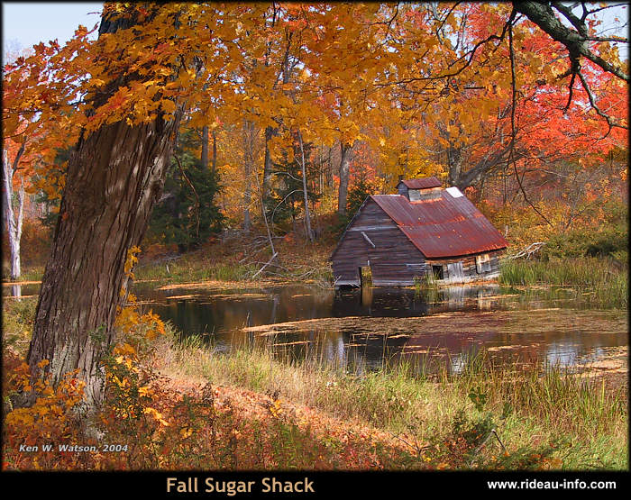 Fall Sugar Shack