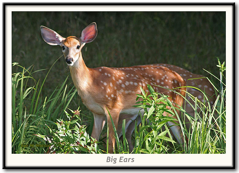 Big Eared Fawn