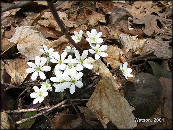 White Hepatica