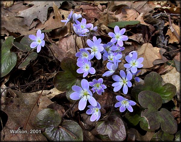 Hepatica Lavender