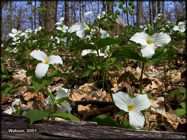 Trilliums