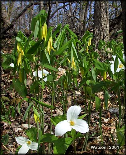 Bellwort