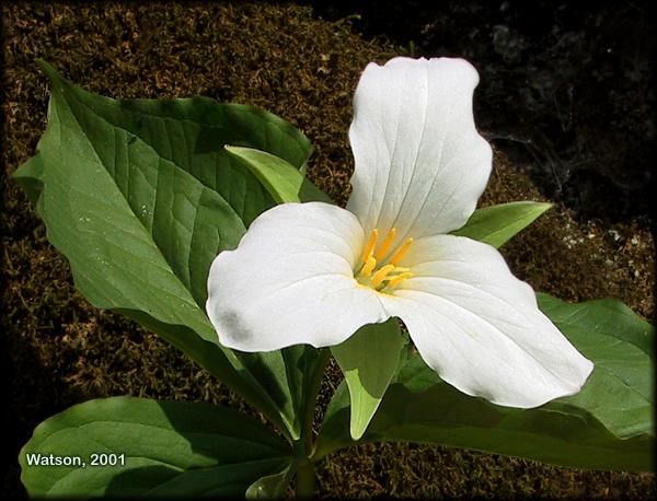 Trillium