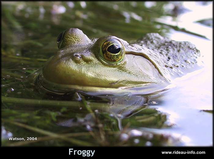 Froggy