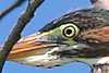 green-heron