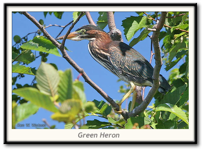 Green Heron