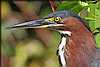 green-heron