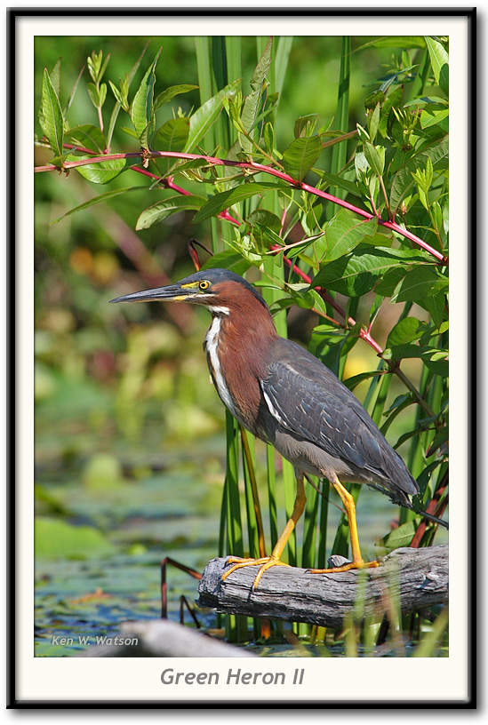 green-heron