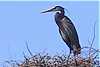 Heron on Nest