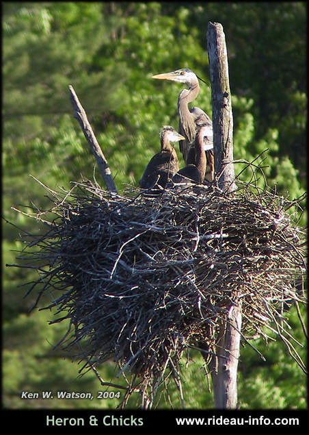 Heron with chicks