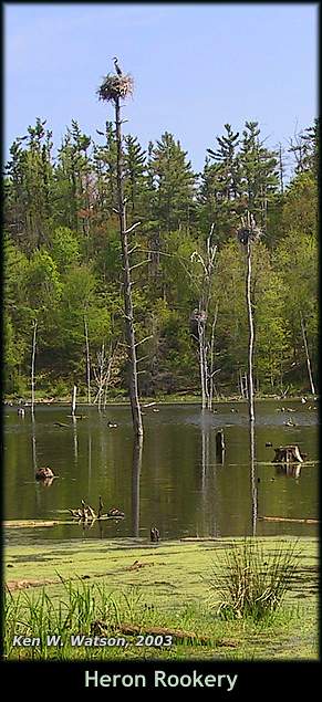 heron-rookery