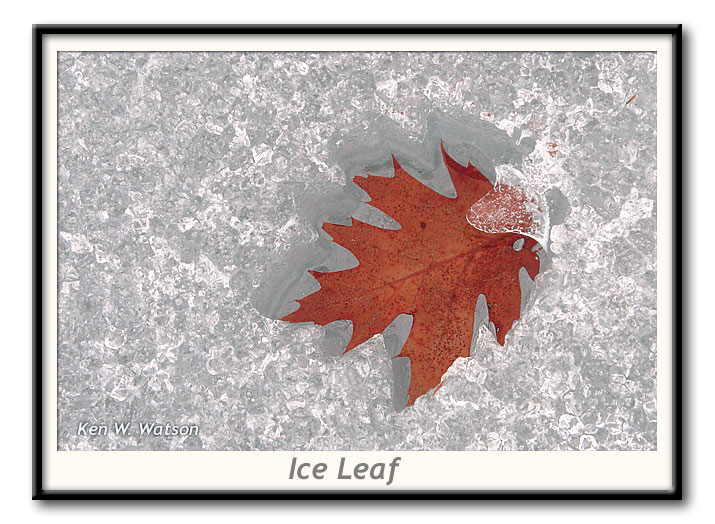 Ice Leaf