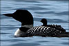 Loon and Chick