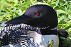 Loon on Nest with Chick