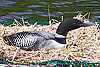 Loon with Turtles