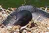 Loon on Nest